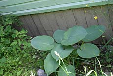 kuunlilja