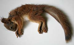 orava